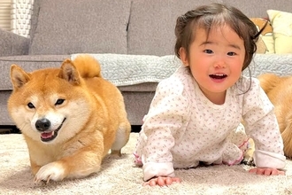 ハイハイをする1歳の女の子→見ていた柴犬が、負けじと…まさかの『微笑ましい攻防戦』が28万再生「世界一平和なレース」「言葉わかってる」