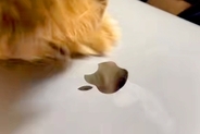 『マジでやめて』MacBookをいじっていたら、犬が『Appleマークを食べれる』と勘違いして…激しい攻防戦が215万再生「草」「ジワるｗ」