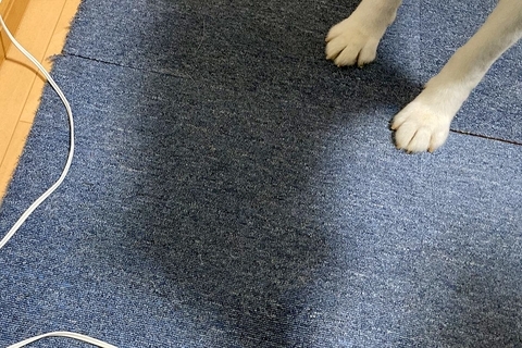 『絶対に電源コードに触っちゃダメ』と教え込まれた犬→なぜか助けを求めていたので、見に行くと…まさかの光景に8万いいね「いい子すぎてｗ」