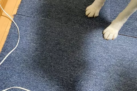 『絶対に電源コードに触っちゃダメ』と教え込まれた犬→なぜか助けを求めていたので、見に行くと…まさかの光景に8万いいね「いい子すぎてｗ」