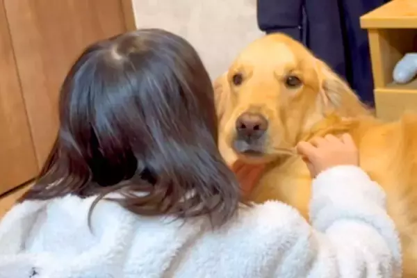 女の子が『大型犬の歯磨きをした』結果→口を開けてほしくて『イーッ』と言うと…賢すぎる『まさかの行動』が37万再生「スゴイ」「可愛すぎ」