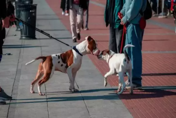 犬を落ち着かせる『便利グッズ』5つ　愛犬におとなしくしてほしいときに使えるアイテムとは？