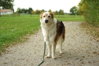 犬が嫌がる『5つの場所』苦手に感じてしまう要因や嫌悪感を抱いているときの行動まで