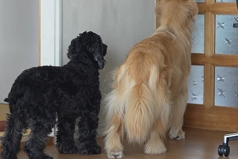 元気がない犬を心配して『息子が会いに来てくれた』結果→ドアを開けた瞬間に…泣けてくる『再会』に反響「本当に嬉しそう」「ウルっときた」