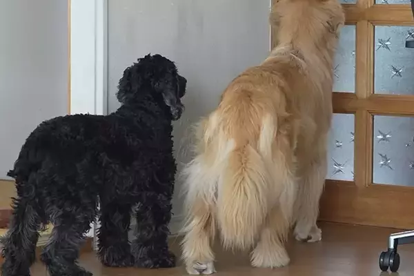 元気がない犬を心配して『息子が会いに来てくれた』結果→ドアを開けた瞬間に…泣けてくる『再会』に反響「本当に嬉しそう」「ウルっときた」