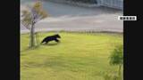 「相次ぐクマ目撃で緊張高まる 工業団地外に出た可能性 消防がドローンで行方追跡 寒河江」の画像1