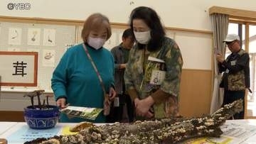 マツタケから冬虫夏草まで　140種類のキノコがずらり　展示イベント始まる　山形市