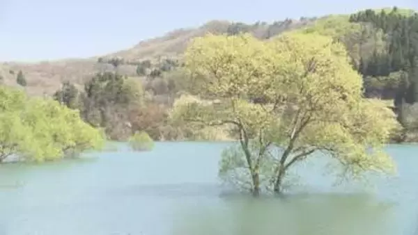 「とてもきれいで来たかいがある」雪解けで出現 白川湖の水没林が見頃 暖冬で例年より2週間早く