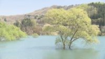 「とてもきれいで来たかいがある」雪解けで出現 白川湖の水没林が見頃 暖冬で例年より2週間早く