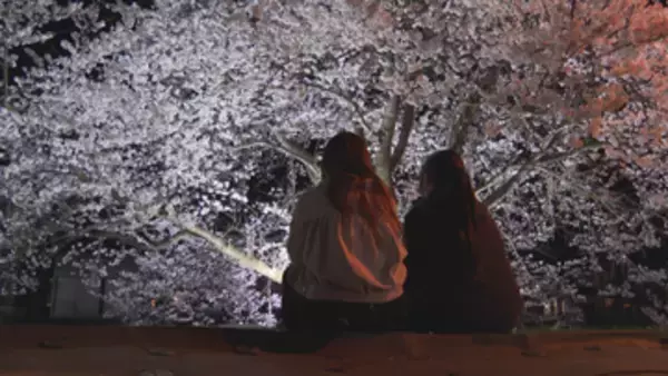 村山駅西桜まつり　200メートルの桜並木　幻想的な夜桜ライトアップが始まり多くの市民が訪れる