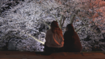 村山駅西桜まつり　200メートルの桜並木　幻想的な夜桜ライトアップが始まり多くの市民が訪れる