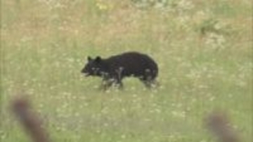 老人ホーム近くで親子グマ目撃　町が近隣住民に注意を呼びかける　山形・遊佐町