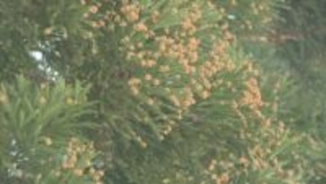 山形県内で花粉飛散が本格化 すでに4割近くが症状ありと回答 2026年ピークは3月初めから