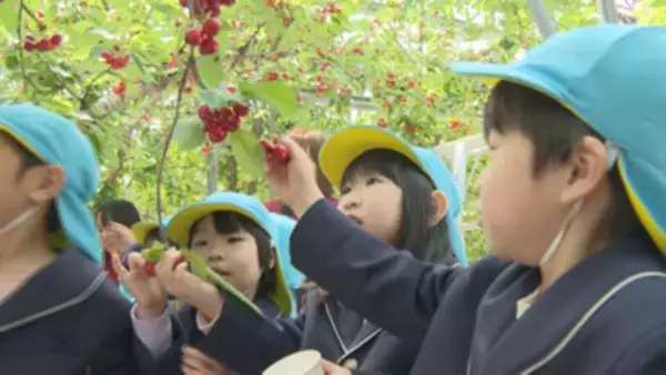 「赤くておいしい」　日本最速のサクランボ狩りが東根市で開園 園児たちも大喜び