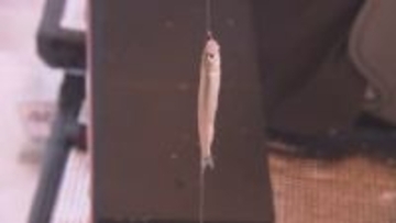 雪と氷に覆われたダム湖でワカサギ釣り　暖冬のため期間短縮も　山形・小国町