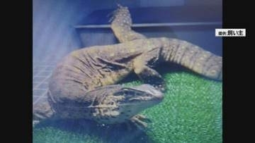 飼い主が床下から引っ張り出して捕獲　体長90センチ「ヒャクメオオトカゲ」無事に捕獲　逃走から4日　山形県米沢市