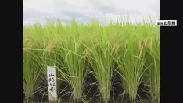2027年デビューの山形県産米「ゆきまんてん」　生産要件設けず幅広い用途で拡大狙う