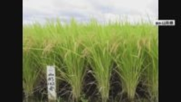 2027年デビューの山形県産米「ゆきまんてん」　生産要件設けず幅広い用途で拡大狙う