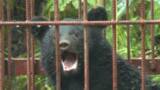 「今年度初の警報　クマの目撃情報が増えていることから山形県がクマ出没警報を発表」の画像1