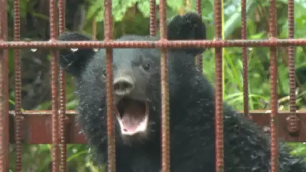 今年度初の警報　クマの目撃情報が増えていることから山形県がクマ出没警報を発表