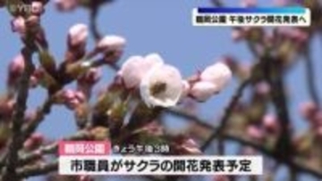 3日午後にサクラの開花を発表予定　山形県鶴岡市のサクラの名所「鶴岡公園」で