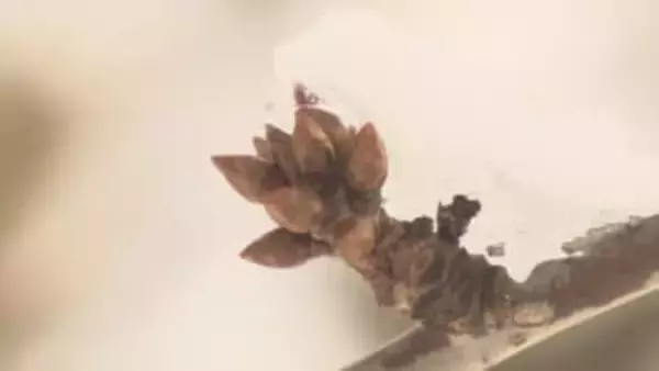 東根市の若手生産者がサクランボの剪定技術を学ぶ　去年の大凶作受け見直し