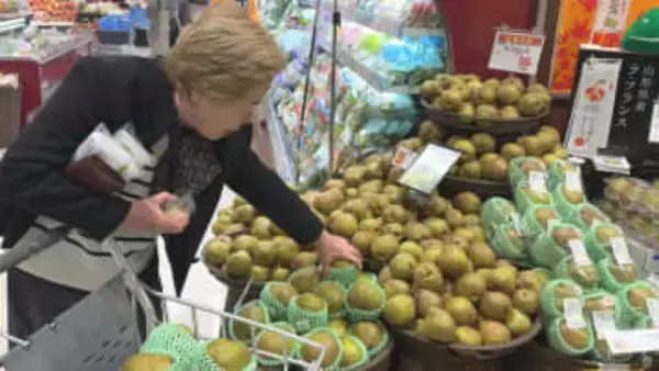 山形県が生産量日本一　秋の味覚「ラ・フランス」販売始まる　猛暑など影響し小玉傾向も糖度高い仕上がりに