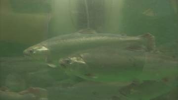 「遊佐町の特産品として事業化したい」 陸上養殖のサクラマスが酒田の市場で全量落札