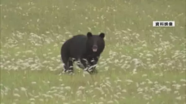 朝の住宅地路上でクマ目撃（山形市）