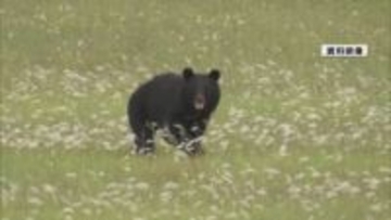 朝の住宅地路上でクマ目撃（山形市）