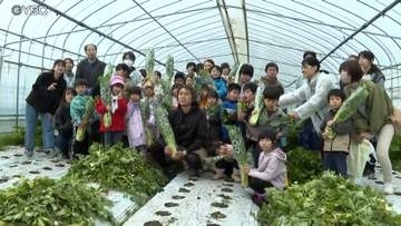 秋の収穫シーズン到来　「山形セルリー」の収穫体験会に親子52人が参加　山形市