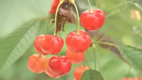 令和に入って最高の上げ幅　超促成栽培の山形県産サクランボ　去年150万円→今年180万円で落札