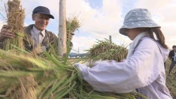 農家と消費者 20年以上続く交流会　「つや姫」の稲刈りや乾燥作業を体験(山形・鶴岡市)