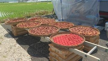「魅力を語りながら次の世代へ」ベニバナ収穫最盛期 紅餅づくり盛ん 山形市で文化継承へ