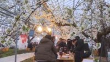 東根市でサクランボの花が満開　加温ハウスで日本一早い花見　生産者らが豊作願う