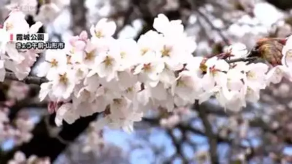 「「やっぱり春」「心落ち着く」開花発表後初の週末　霞城公園のサクラ　早くも見ごろに　山形市」の画像