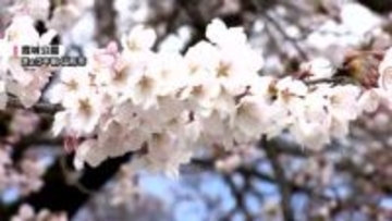 「やっぱり春」「心落ち着く」開花発表後初の週末　霞城公園のサクラ　早くも見ごろに　山形市