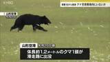 「山形空港に出没のクマすでにいないか　5日早朝、山形県警ヘリがっさんが上空から捜索も見つからず」の画像1