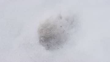 飯豊町の中学校のグラウンドにクマ1頭出没　校舎で授業中の生徒が発見　鶴岡市では緊急銃猟