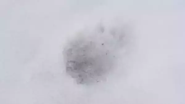 飯豊町の中学校のグラウンドにクマ1頭出没　校舎で授業中の生徒が発見　鶴岡市では緊急銃猟