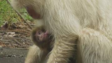 26年ぶりに出産確認 天然記念物「吾妻の白猿」米沢で子ザル誕生 茶色の毛で成長見守る