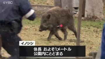 住宅街にイノシシが出没し公園内にとどまる　その後猟友会が捕獲　被害はなし　山形市