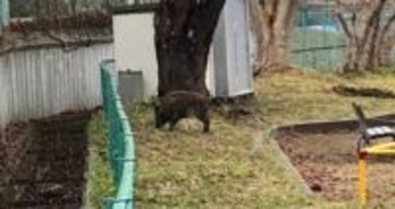 住宅街にイノシシが出没し公園内にとどまる　その後猟友会が捕獲　被害はなし　山形市