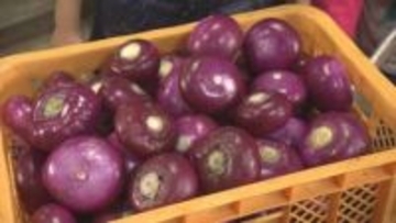 小学生が在来野菜「焼畑あつみかぶ」の収穫・漬け込み体験に挑戦　鶴岡市・温海地域