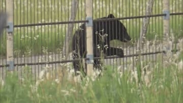 市街地での目撃件数が減少　山形県がクマ出没警報を1月1日から注意報に切り替えへ