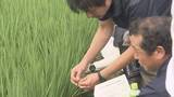 「2027年本格デビューの山形県産米新品種「ゆきまんてん」の現地研修会　山形県鶴岡市」の画像1