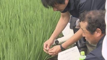 2027年本格デビューの山形県産米新品種「ゆきまんてん」の現地研修会　山形県鶴岡市