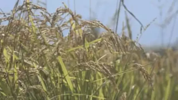 山形県産米の一等米比率93.3パーセント　全国で4番目に高く　「つや姫」97.4パーセント