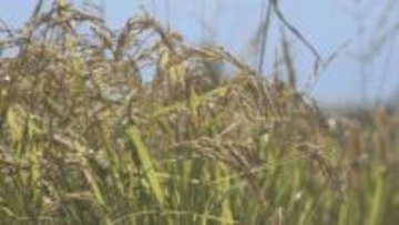 山形県産米の一等米比率93.3パーセント　全国で4番目に高く　「つや姫」97.4パーセント