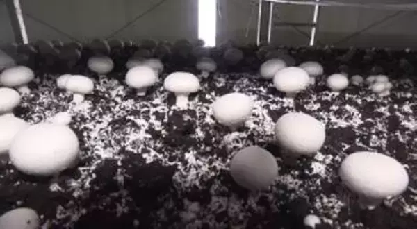 ホクトが舟形マッシュルームを完全子会社化　マッシュルーム需要拡大で業績伸長狙う